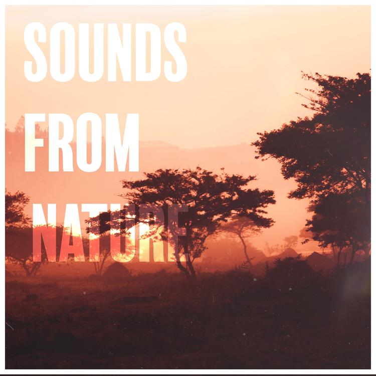 Sounds From Nature's avatar image