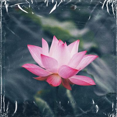 lotus By Sto Nii, Brenky's cover