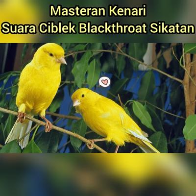 Masteran Kenari Suara Ciblek Blackthrot Sikatan (Live)'s cover