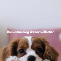 Relaxing Dog Music Playlists's avatar cover