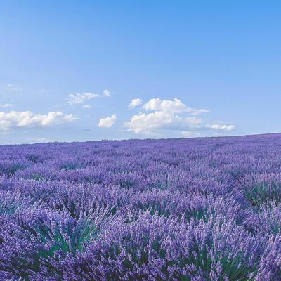 lavender fields By sumthin's cover