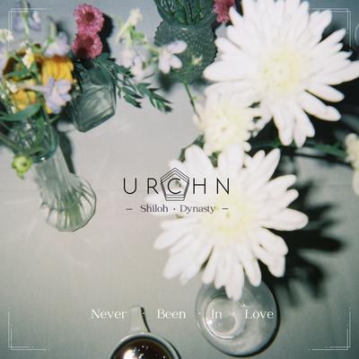 Never Been In Love By URCHN, Shiloh Dynasty's cover