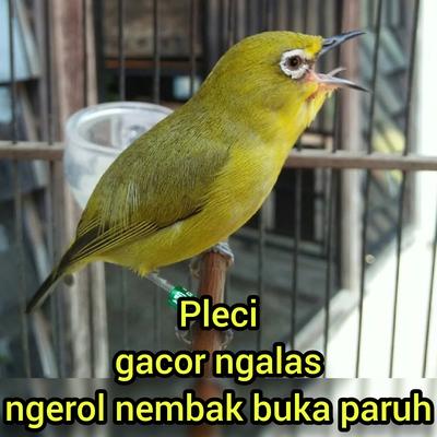 Pleci Gacor Ngalas Ngerol Nembak Buka Paruh (Remastered 2023)'s cover