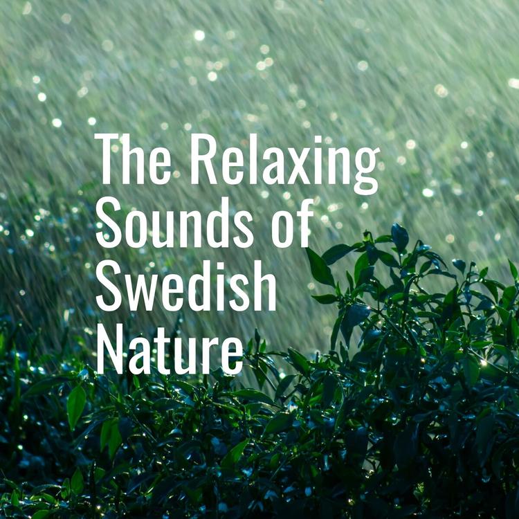 The Relaxing Sounds of Swedish Nature's avatar image