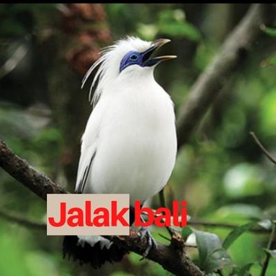 Jalak Bali's cover