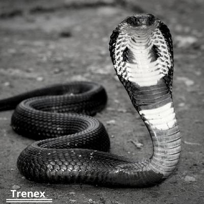 Nagin Dance (Snake Music)'s cover