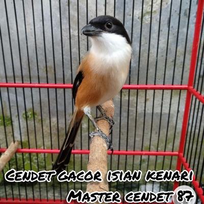 Cendet Gacor Isian Kenari (Live)'s cover