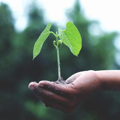 Hopes Eternal Seed By Jorge Paulo's cover