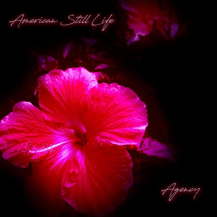 American Still Life's avatar image