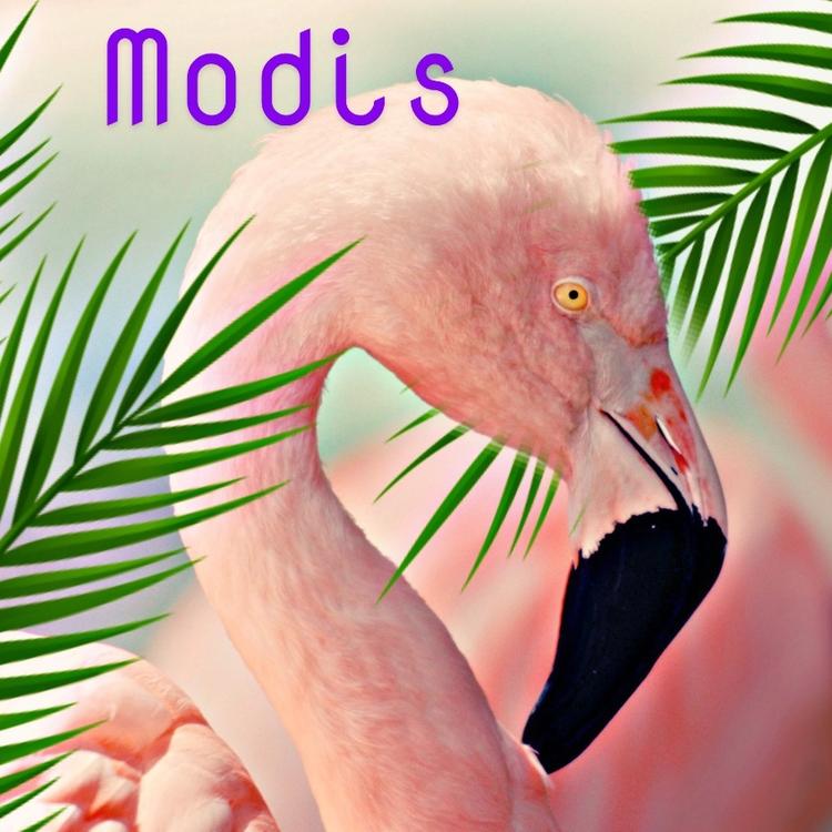 Flamingos's avatar image