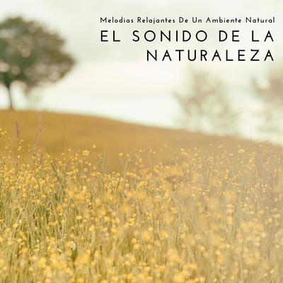 Música De Naturaleza Con Pájaros's cover