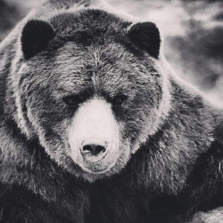 Khalifornia Grizzly's avatar image