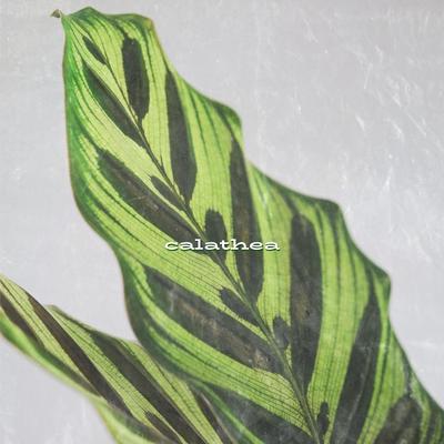 Calathea By Ruth de las Plantas, Daniel Ordoñez's cover