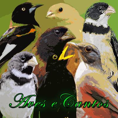 Coleiro Tui Tui Zel Zel 3º Nota By Aves & Cantos's cover