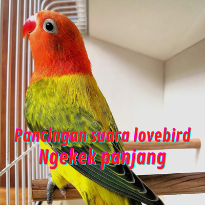 Pancingan Suara Lovebird Ngekek Panjang (Live)'s cover