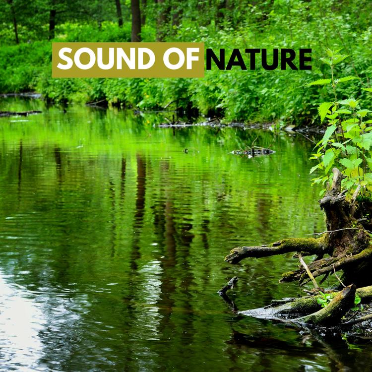 Sound of Nature's avatar image