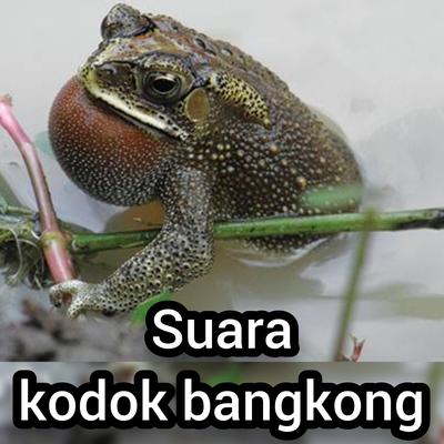 Suara Kodok Bangkong's cover