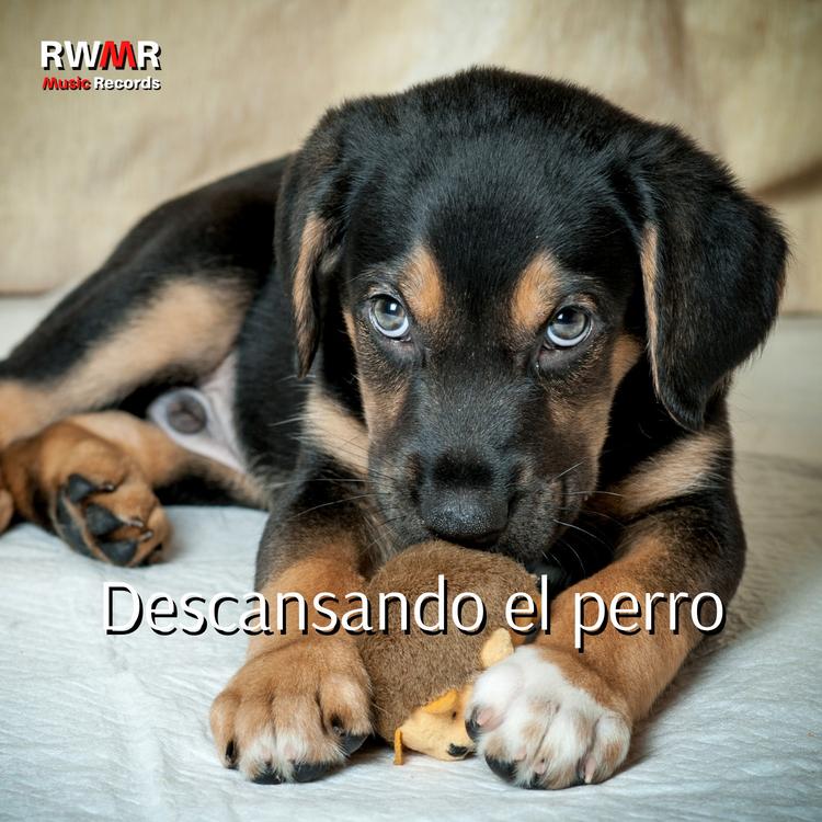 RW Mascota dormilón's avatar image