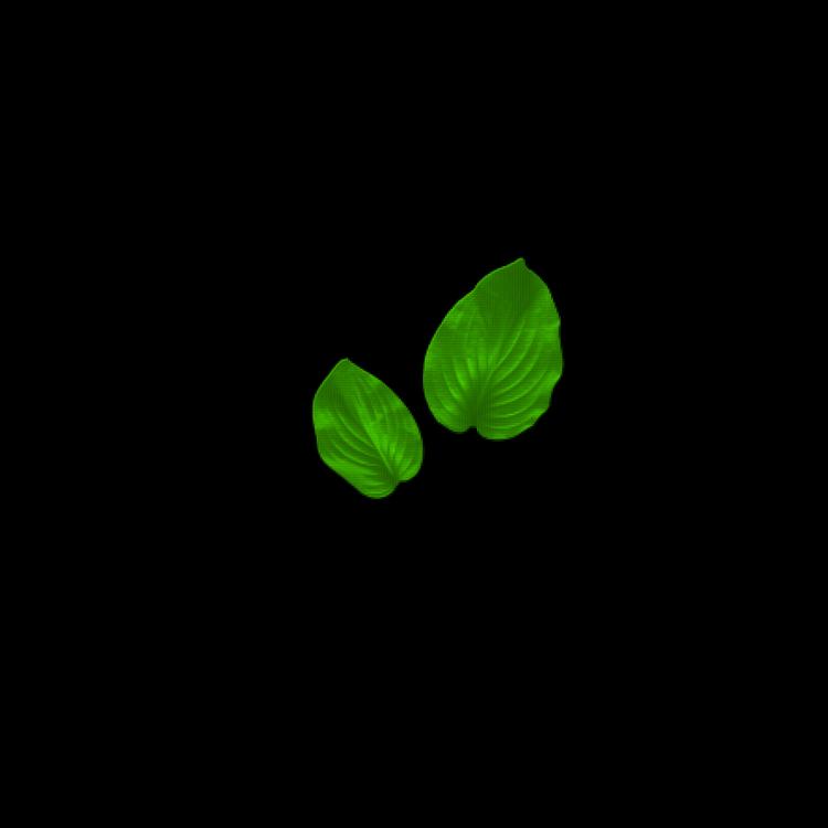 Papaya's avatar image