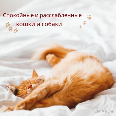 Спокойные и расслабленные кошки и собаки's cover