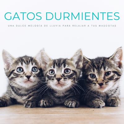 Cómo Sueño De Gato By Biblioteca de Música Para Mascotas, Ondas Alfa Colectivo, Tiempo de relajación natural's cover