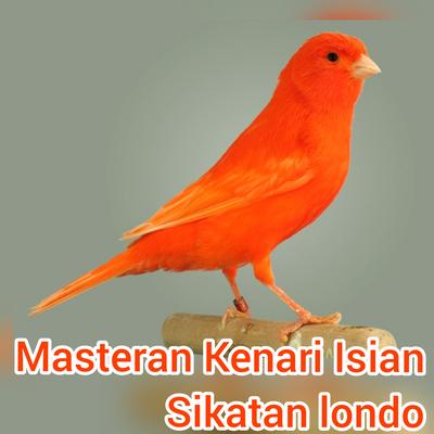 Masteran Kenari Isian Sikatan Londo (Live)'s cover