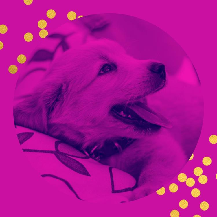 Dog Jazz Playlist's avatar image