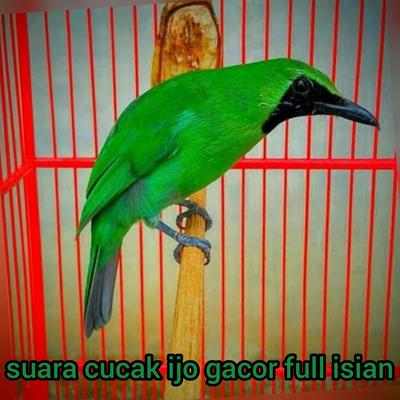 Suara Cucak Ijo Gacor Full Isian (Live)'s cover