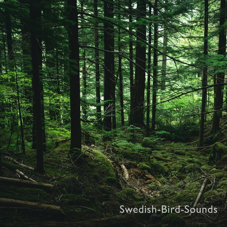 Swedish-Bird-Sounds's avatar image