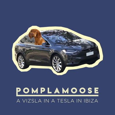 A Vizsla in a Tesla in Ibiza's cover