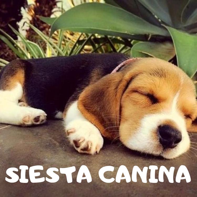 Música Para Dormir A Los Perros's avatar image