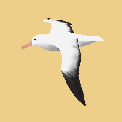 Albatross By Smuv's cover