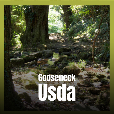 Gooseneck Usda's cover