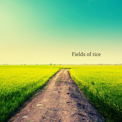 Fields of rice By Jim Nash's cover