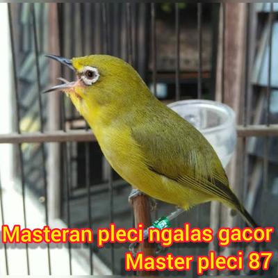 Masteran Pleci Ngalas Gacor (Live)'s cover