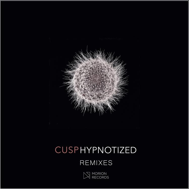 Cusp's avatar image