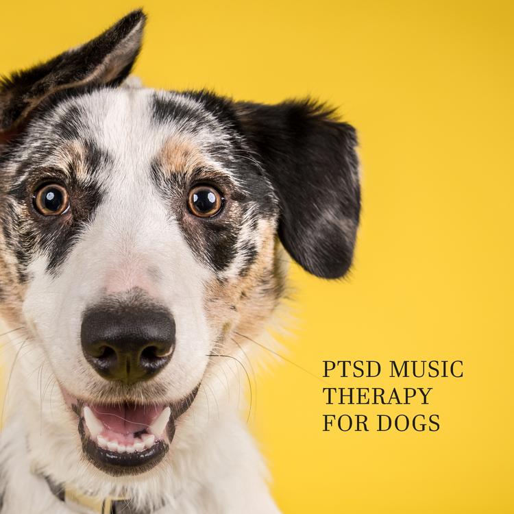 Pet Music Doctor's avatar image