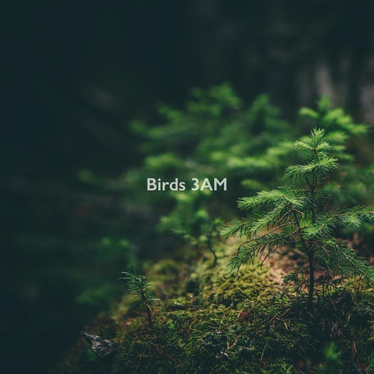 Birds 3AM's avatar image