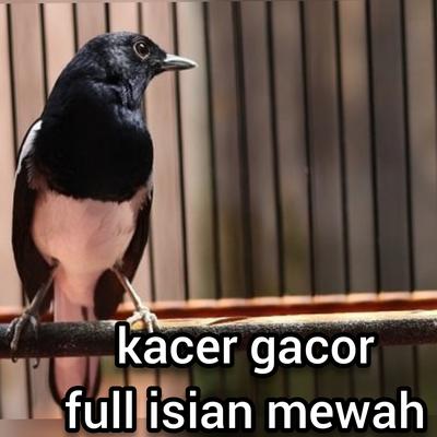 Kacer Gacor Full Isian Mewah (Live)'s cover