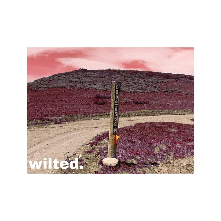 Wilted.'s avatar image