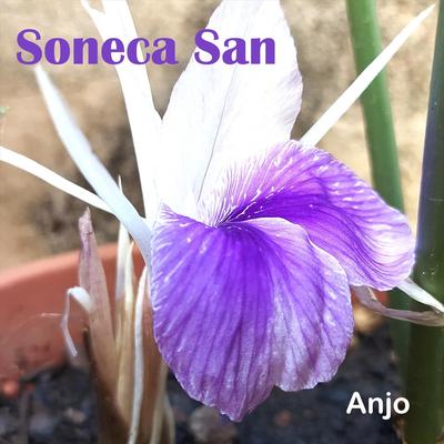 Anjo By Soneca San's cover
