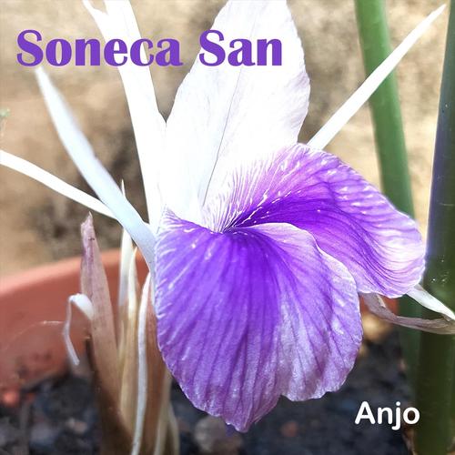 soneca san's cover