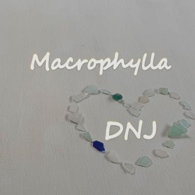 Macrophylla's cover