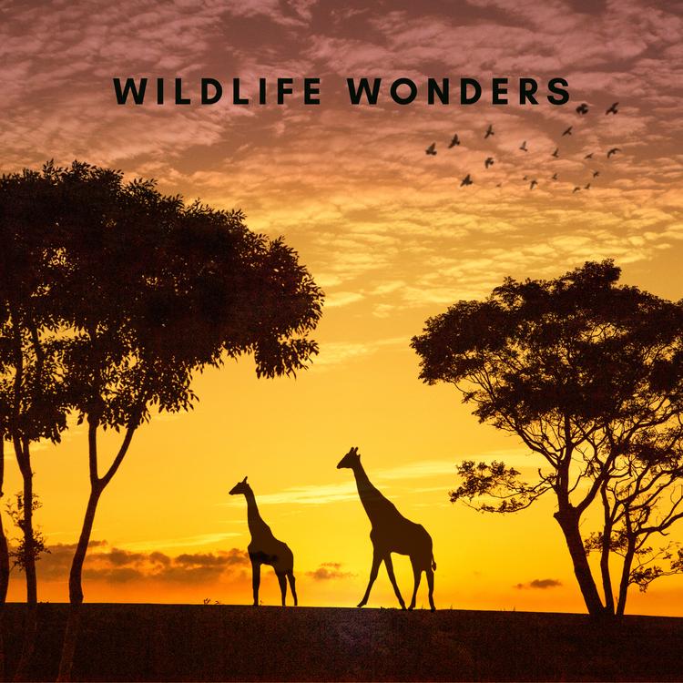 Wildlife Wonders's avatar image