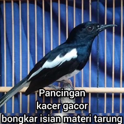 Pancingan Kacer Gacor Bongkar Isian Materi Tarung (Cover)'s cover