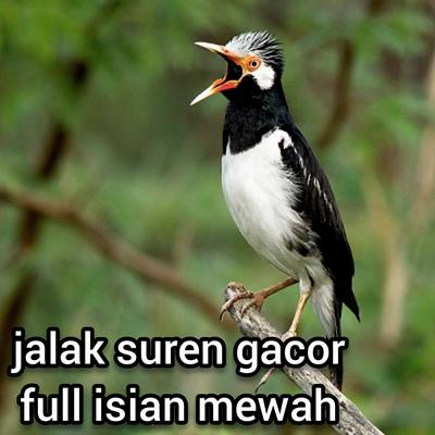 Jalak Suren Gacor Full Isian Mewah (Live)'s cover