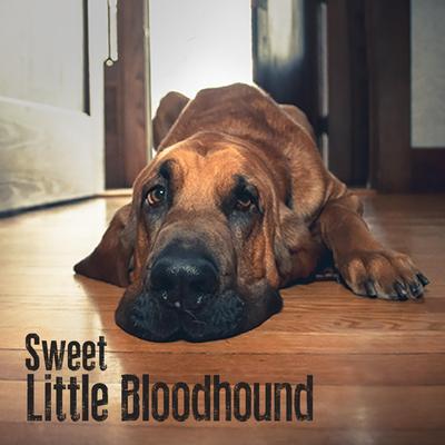 Shadows Creep By Sweet Little Bloodhound's cover