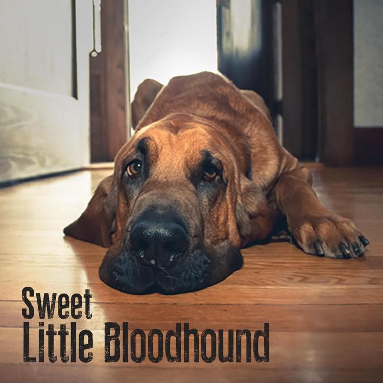 Sweet Little Bloodhound's avatar image