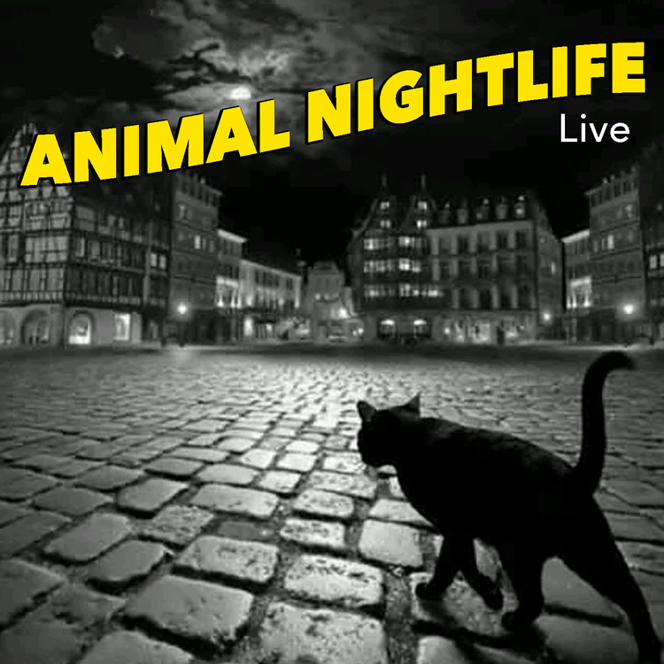 Animal Nightlife's avatar image