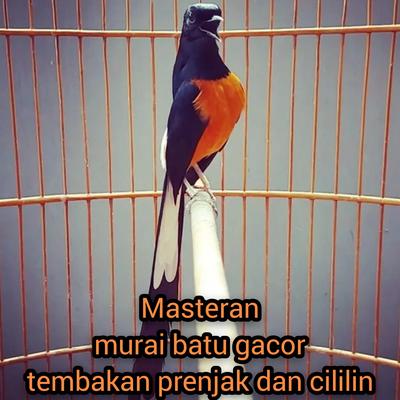 Masteran Murai Batu Gacor Tembakan Prenjak Dan Cililin (Live)'s cover